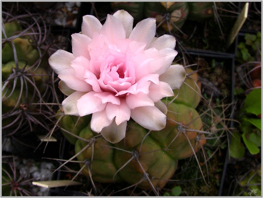 gymnocalycium-bueneckeri.jpg