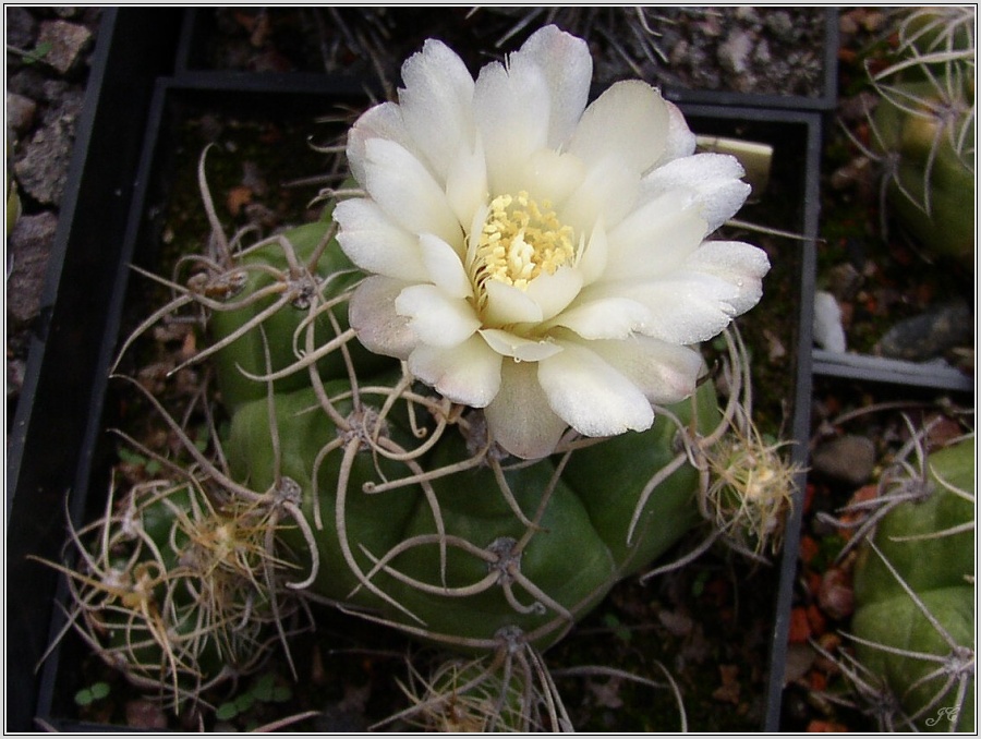 gymnocalycium-denudatum-2.jpg