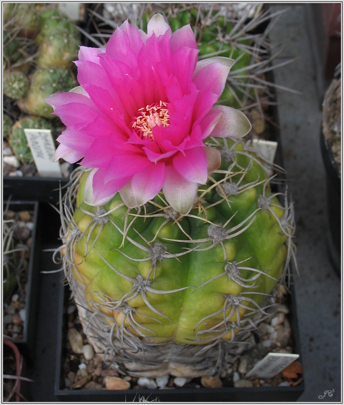 gymnocalycium-denudatum-cv-suba.JPG