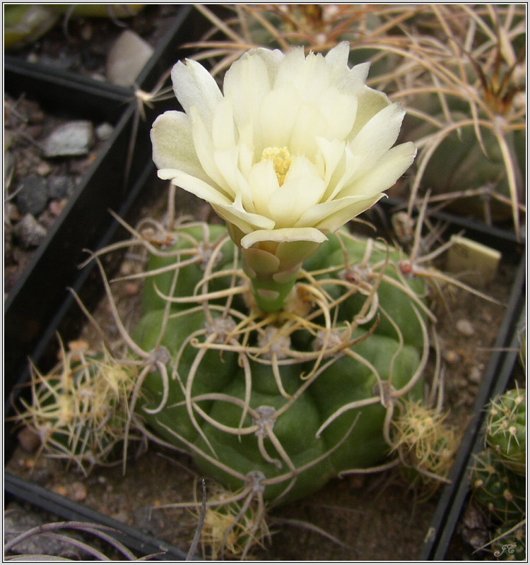 gymnocalycium-denudatum.jpg