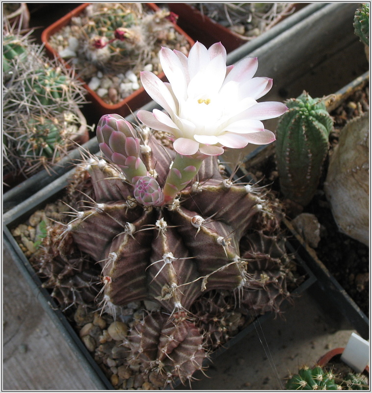 gymnocalycium-fridrichii.JPG