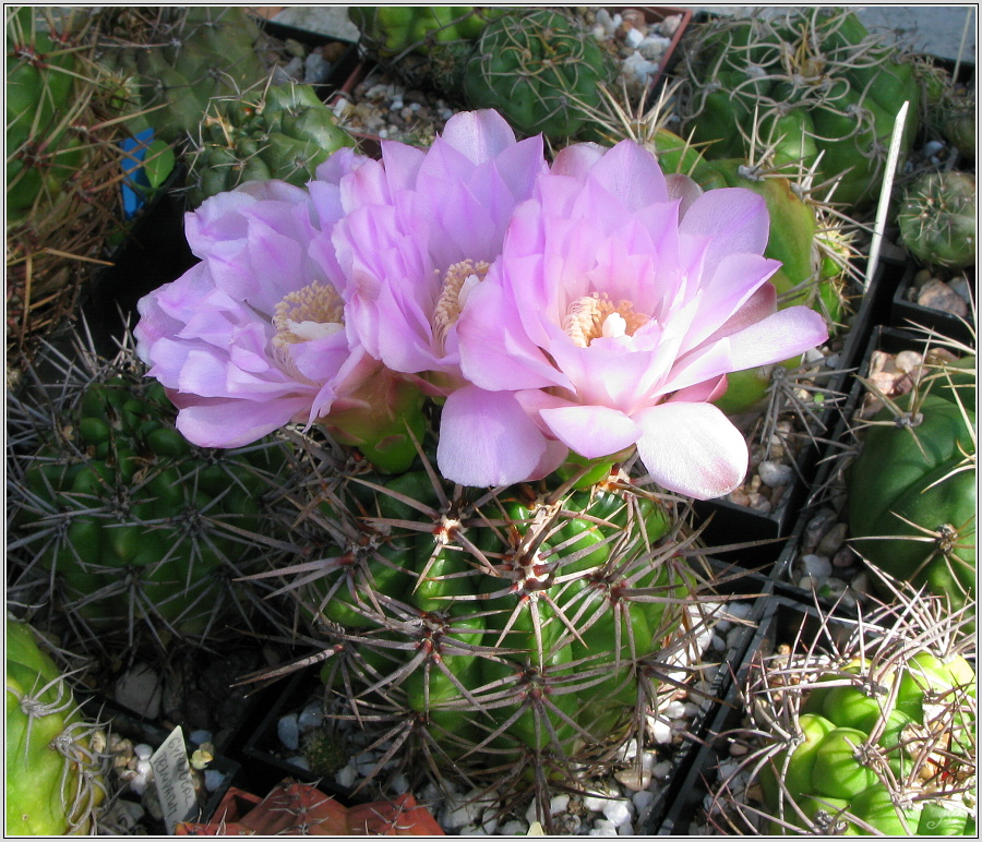 gymnocalycium-horridispinum-2.JPG