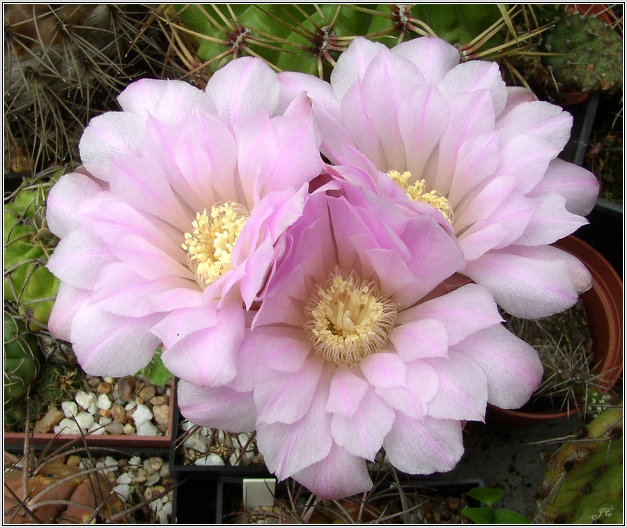 gymnocalycium-horridispinum.jpg