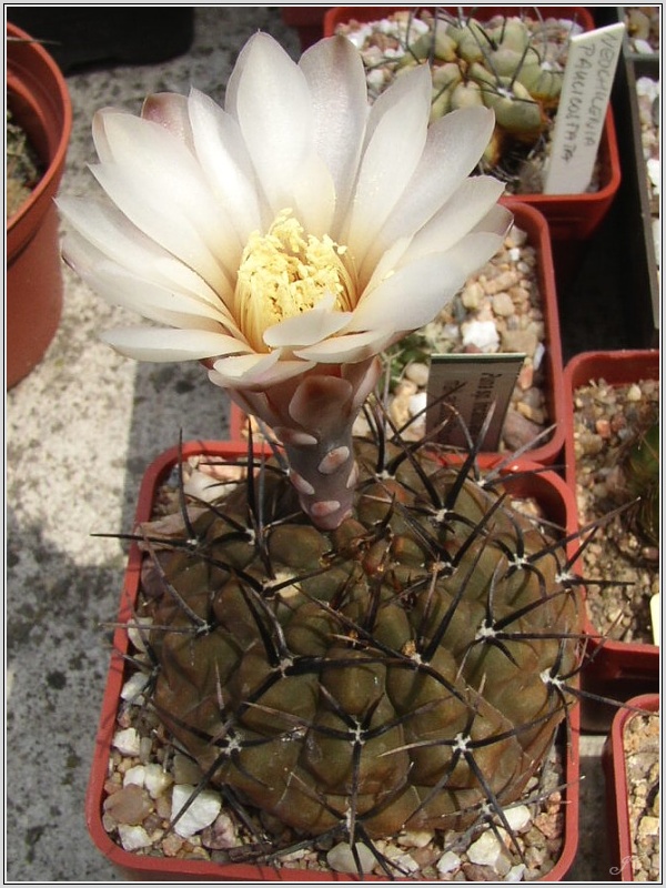 gymnocalycium-striglianum.jpg