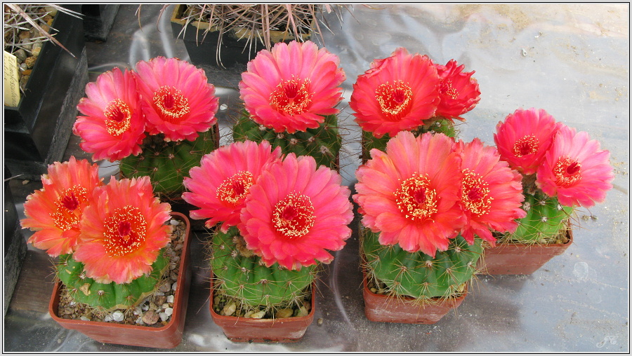 notocactus-ottonis-var-vencluianus.JPG