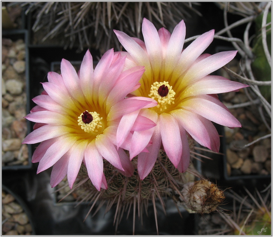 notocactus-rutilans.JPG