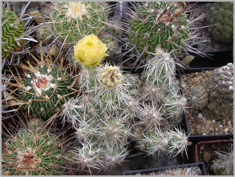 opuntia-clavata.jpg