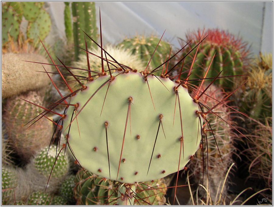 opuntia-gosseliniana-var-santa-rita.JPG