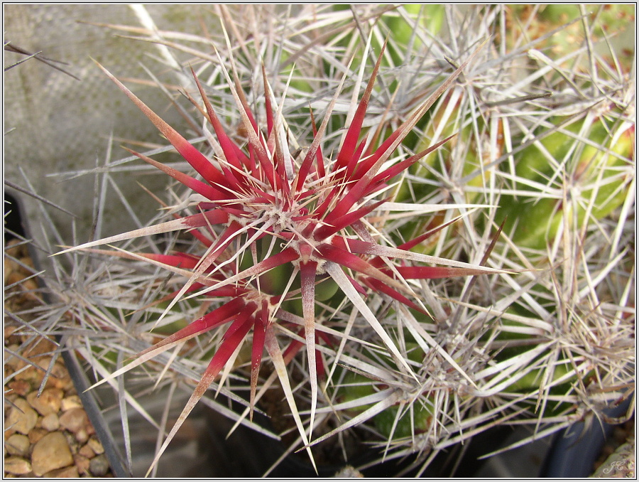 opuntia-standleyi.JPG