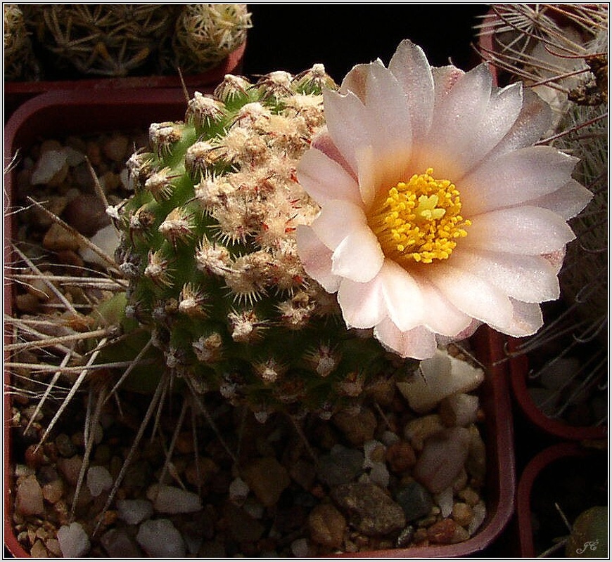 pediocactus-knowltonii.jpg