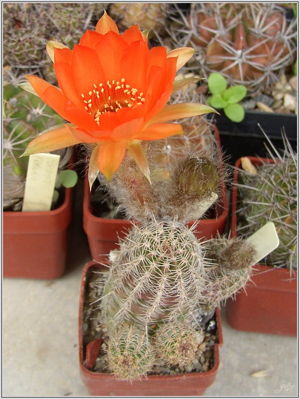 pragochamaecereus-hybr-1.jpg