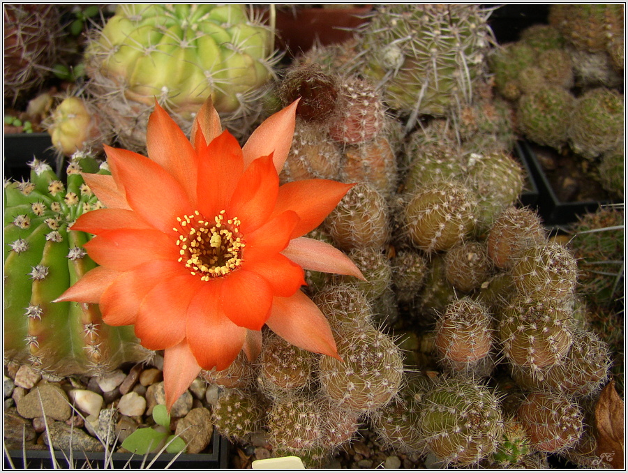 pragochamaecereus-hybr-3.JPG