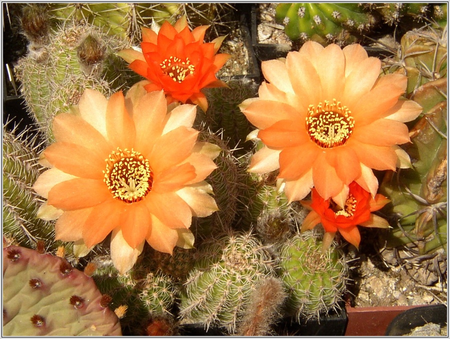 pragochamaecereus-hybr-4.jpg