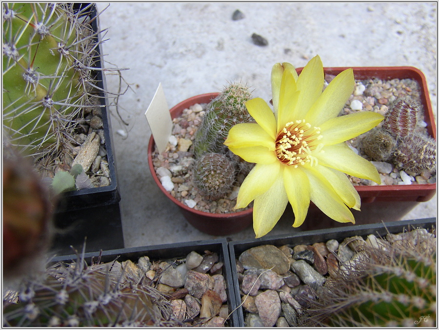 pragochamaecereus-hybr-5.JPG