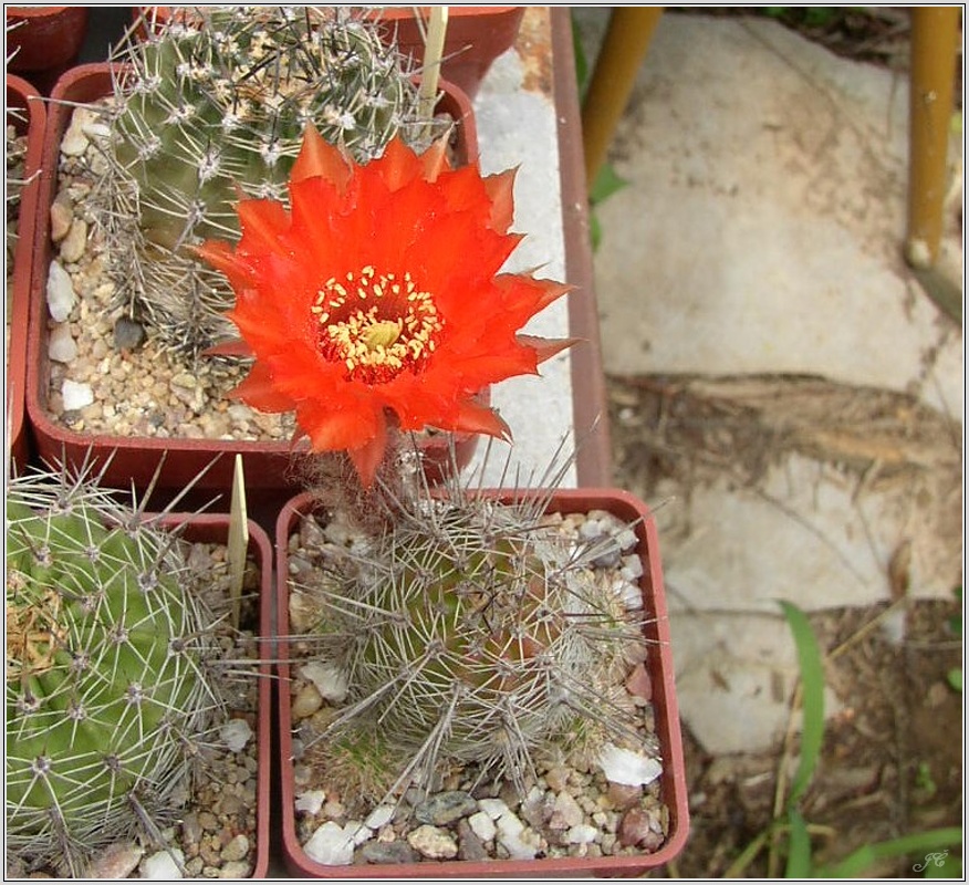 pragochamaecereus-hybr-6.jpg