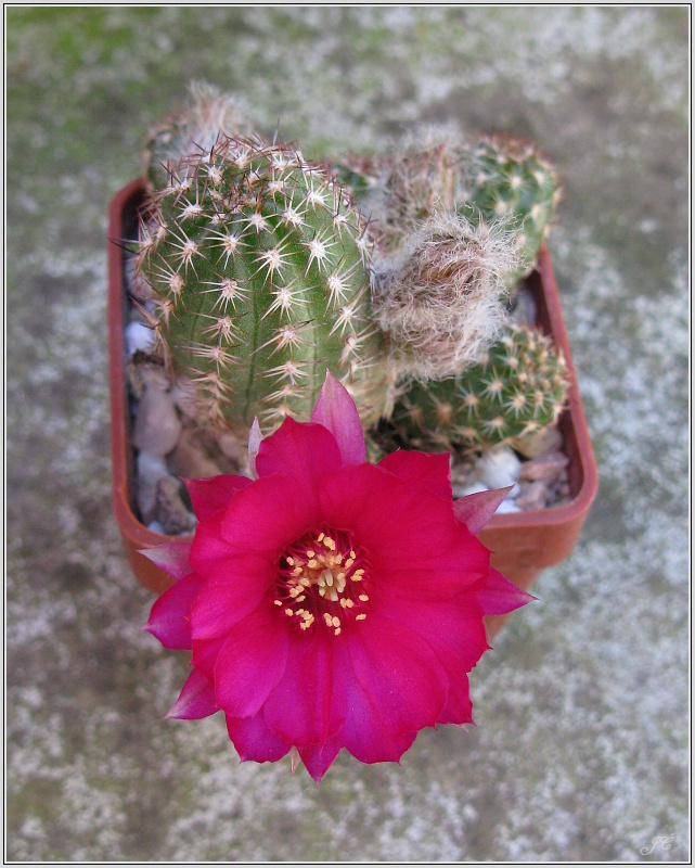 pragochamaecereus-hybr-7.JPG