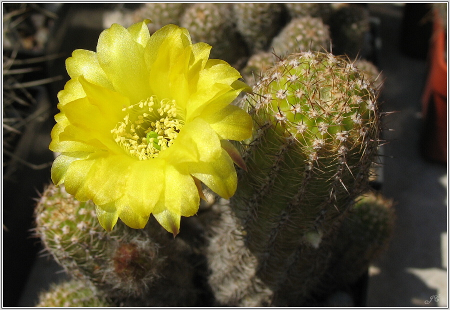 pragochamaecereus-hybr-8.JPG