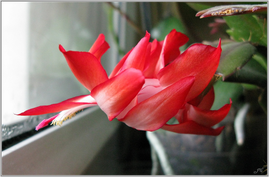 schlumbergera-hybr.jpg