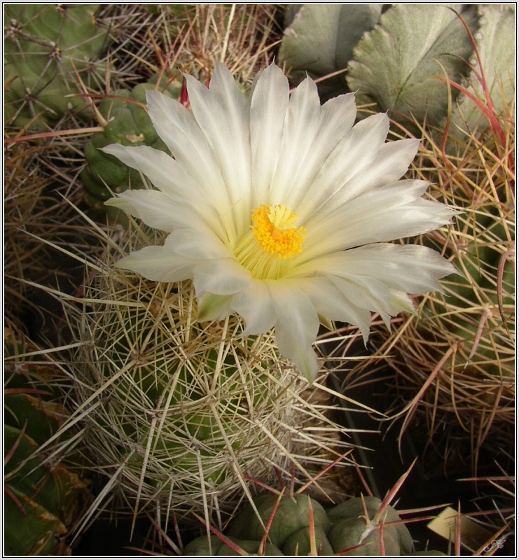 thelocactus-bicolor-var-bolansis.jpg