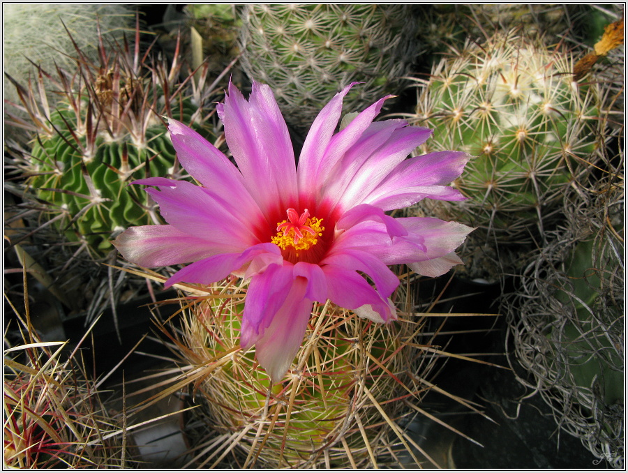 thelocactus-bicolor.JPG