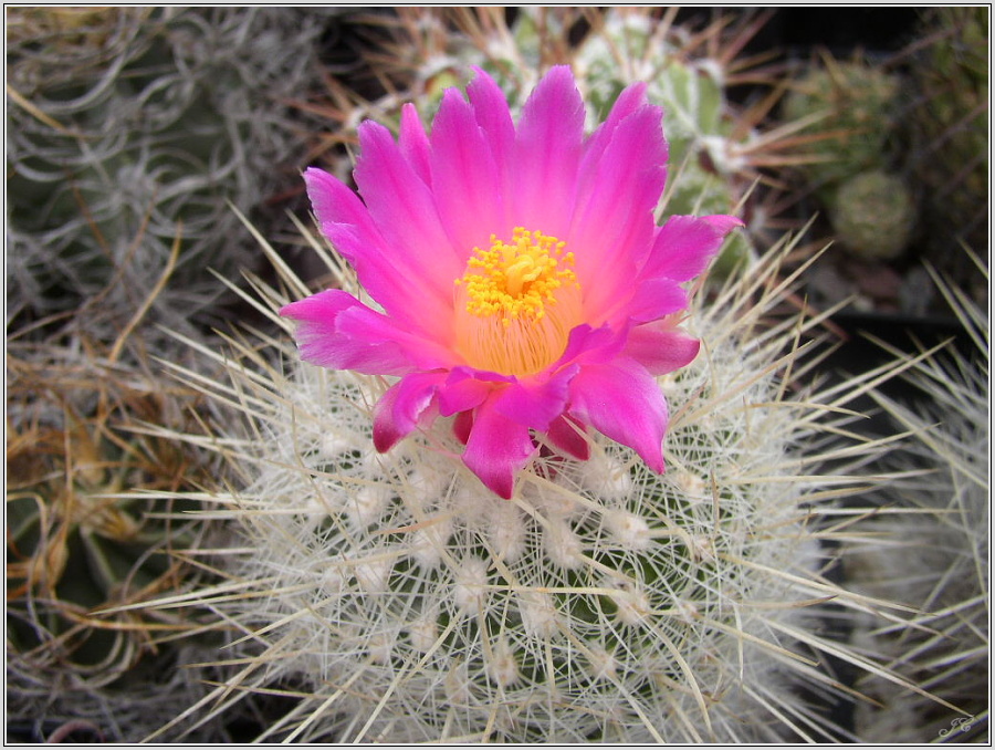 thelocactus-conothele-var-macdowelii-1.jpg