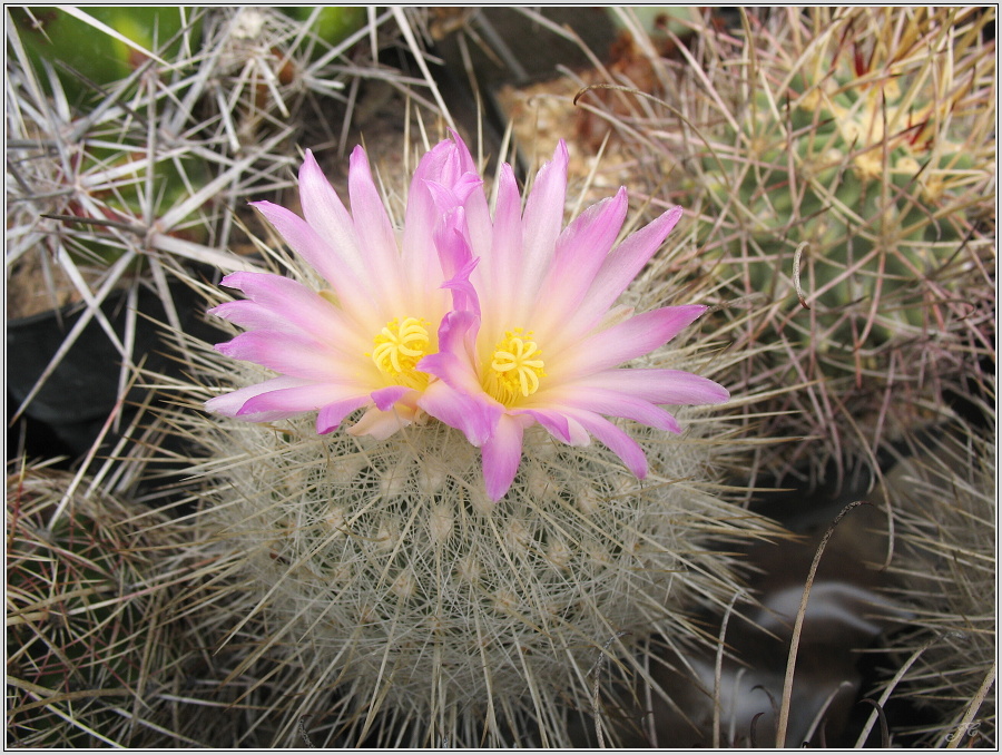 thelocactus-conothele-var-macdowelii-2.JPG