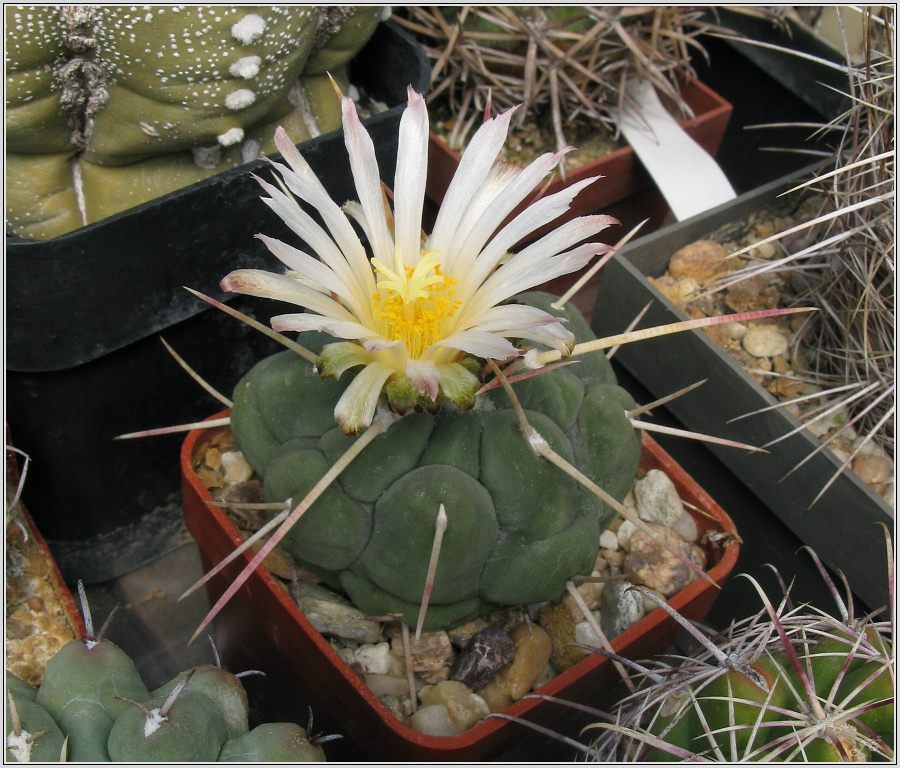 thelocactus-hexaedrophorus-1.JPG