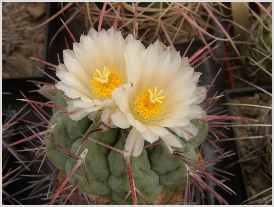 thelocactus-hexaedrophorus-2.jpg