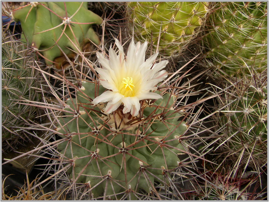 thelocactus-lophothele.jpg