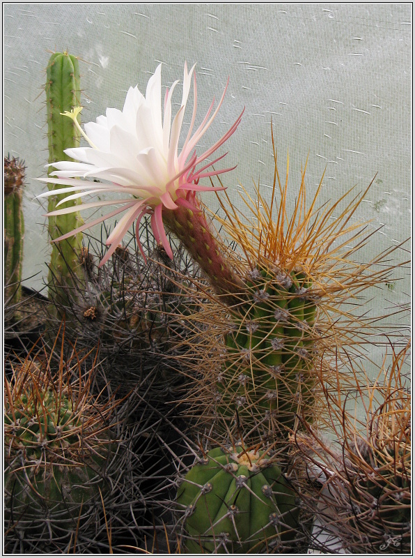 trichocereus-candicans-2.JPG