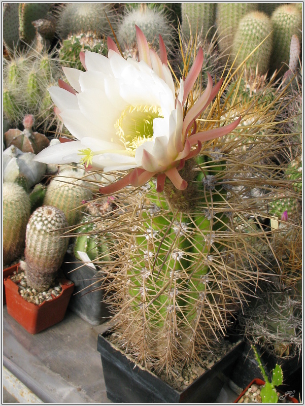 trichocereus-candicans.JPG