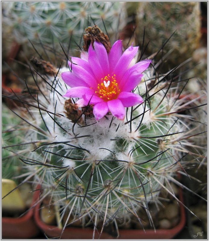 turbinicarpus-lauii.JPG