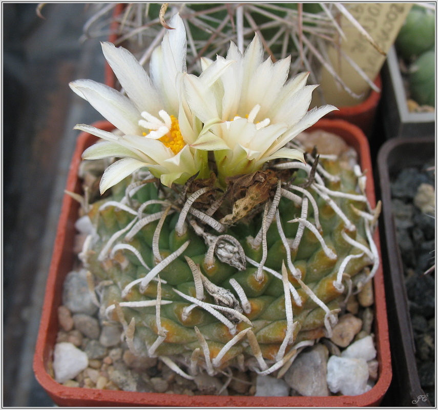 turbinicarpus-macrochele.JPG