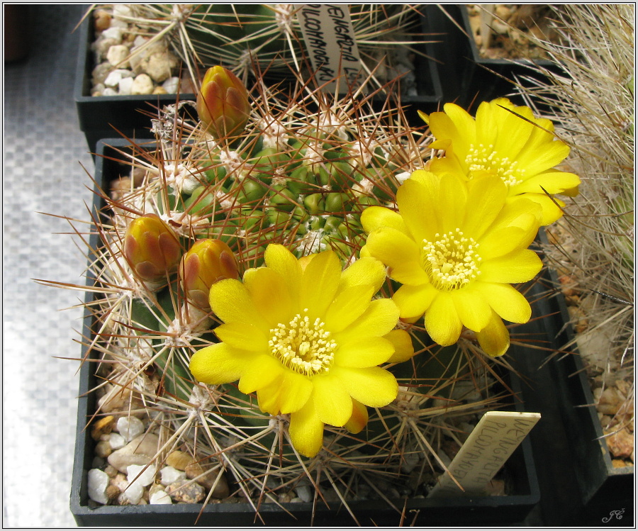 weingartia-pilcomayoensis.JPG