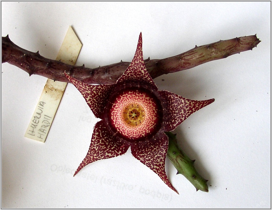 huernia-hardii.jpg