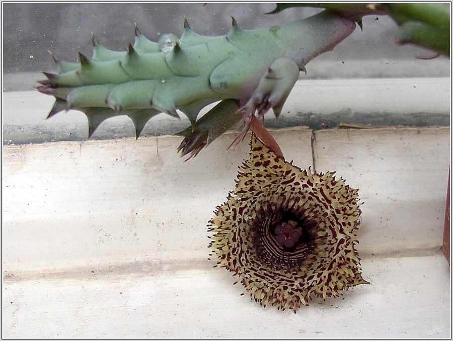 huernia-hystrix-1.jpg