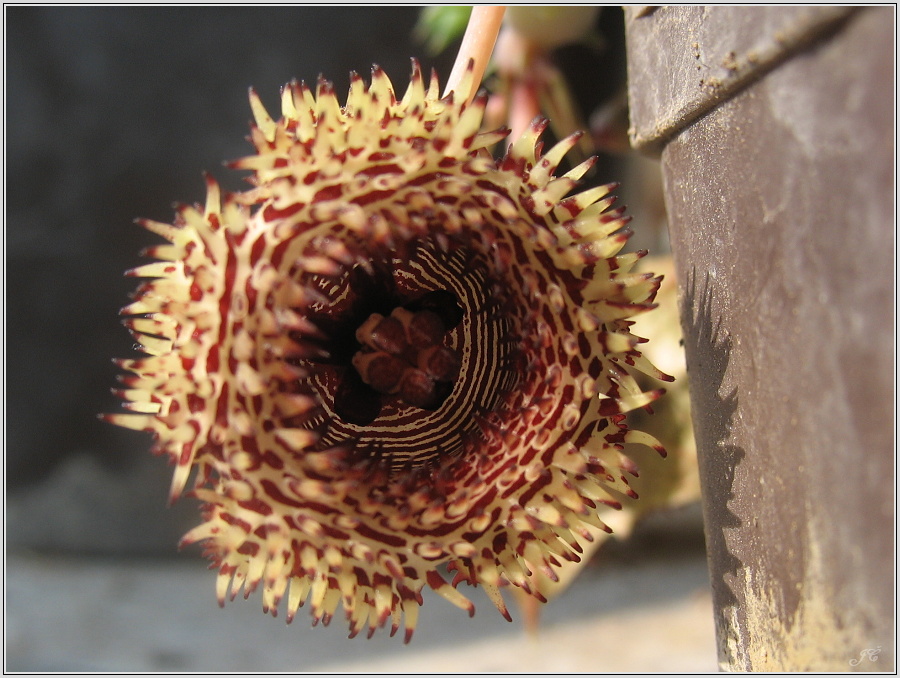 huernia-hystrix-2.jpg