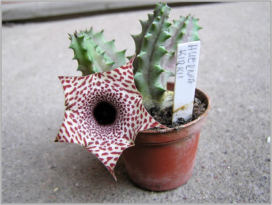 huernia-kirkii.jpg