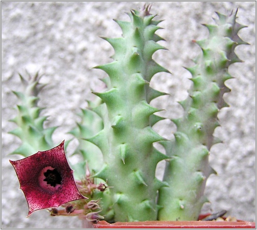 huernia-macrocarpa.jpg