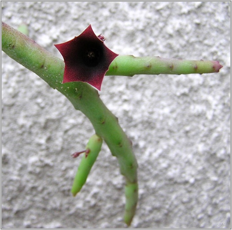 huernia-pendula.jpg