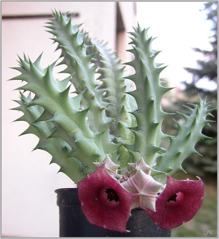 huernia-sp-cervenohneda.jpg