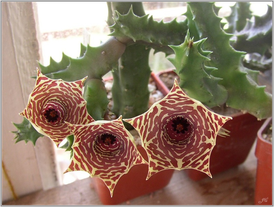 huernia-sp.jpg