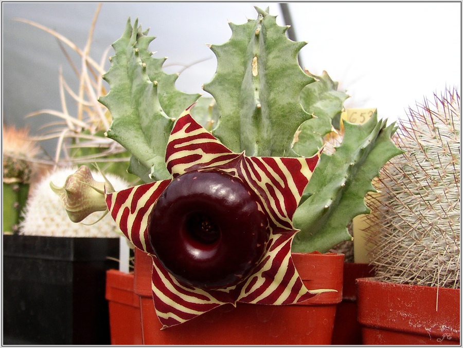 huernia-zebrina-var-macroflora.jpg