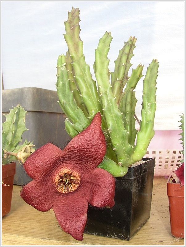 stapelia-comparabilis.jpg