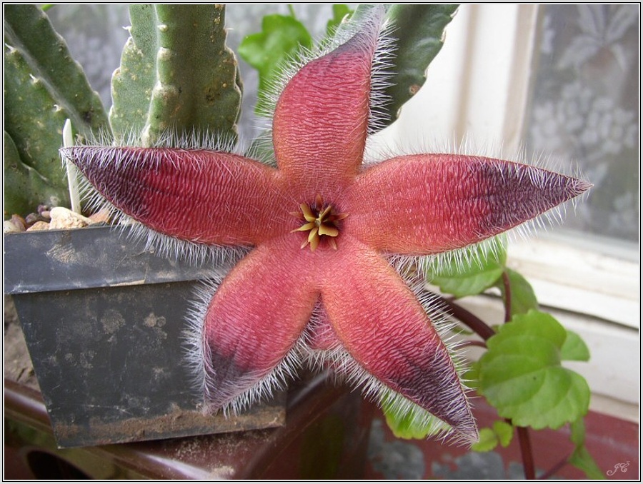 stapelia-gettlefii.jpg