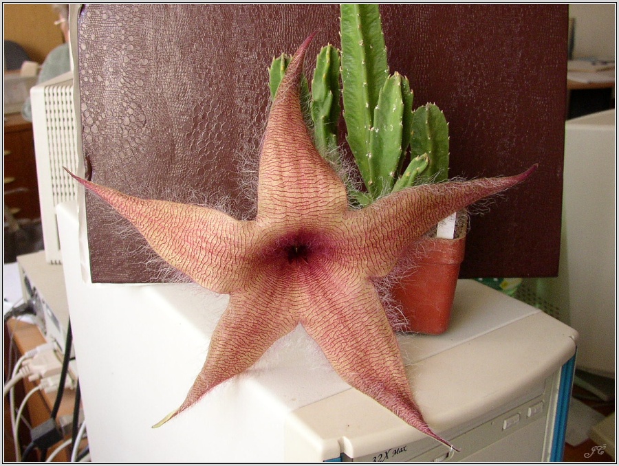 stapelia-gigantea.jpg