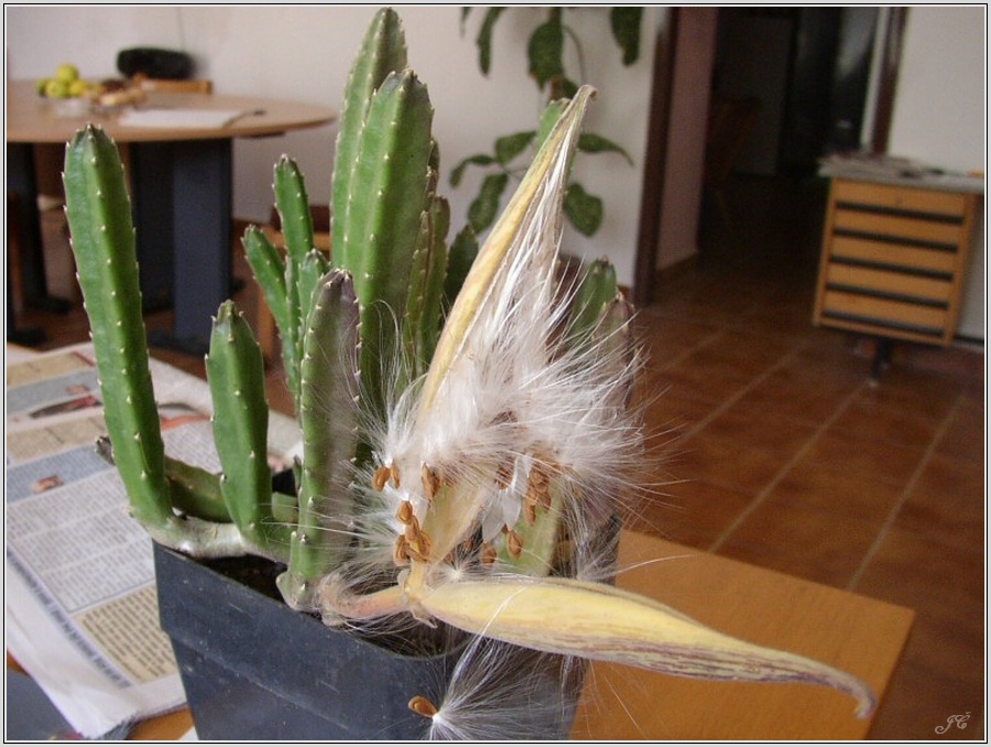 stapelia-grandiflora.jpg