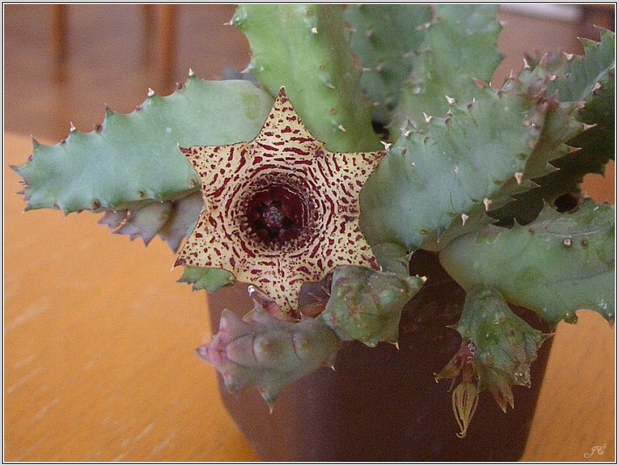 stapelia-verruculosa.jpg