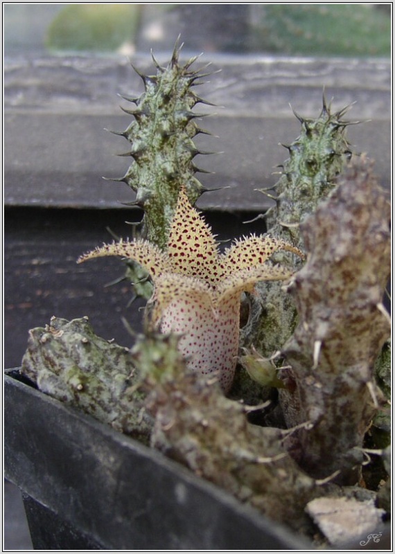 stapelianthus-sp.jpg