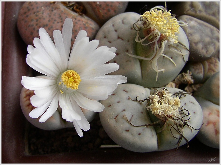 lithops-1.jpg